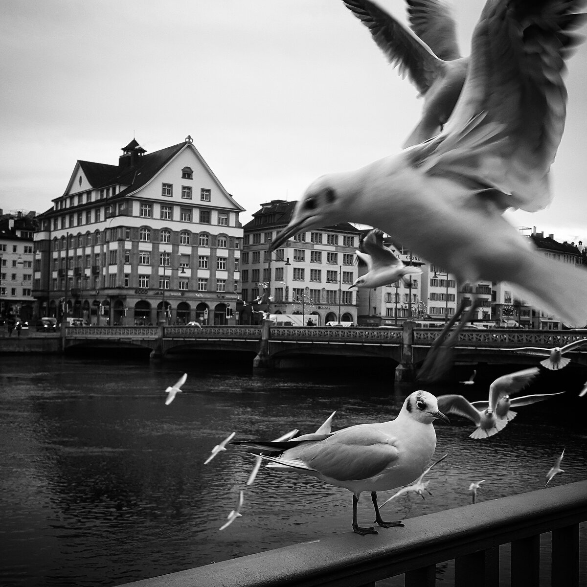 Gulls Over the River