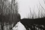 Winter Path Through the Willows