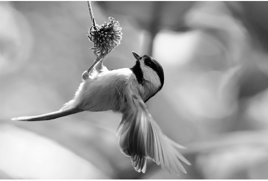 Chickadee in Flight