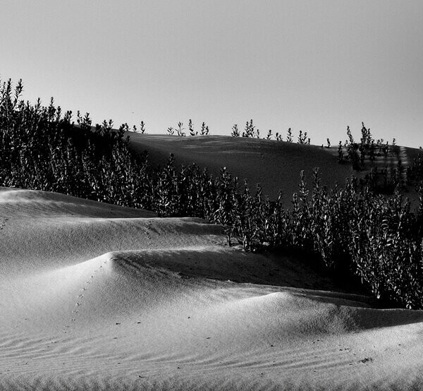 Dune Grass at the Edge