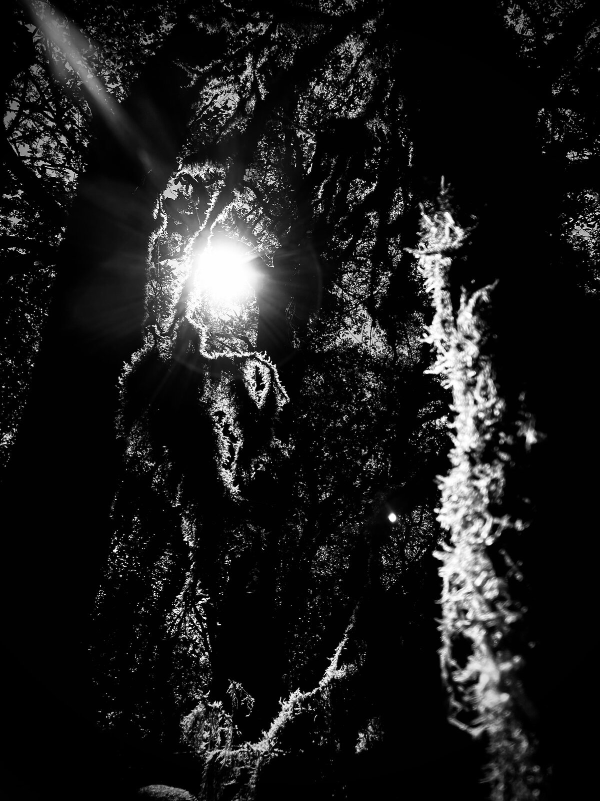 Into the Woods