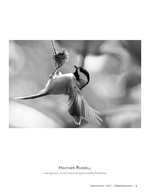 chickadee in flight wildlife photography