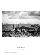 saguaro cactus landscape photography