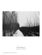 winter path through the willows landscape photography
