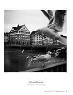 gulls over the river wildlife photography
