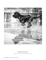 dog making a splash pet photography