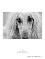 gentle eyes pet photography