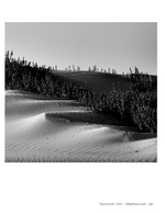 dune grass at the edge landscape photography