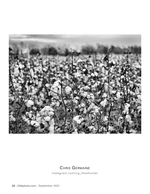 cotton field before the storm landscape photography