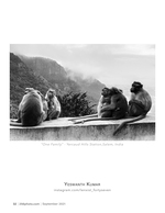 macaque family wildlife photography
