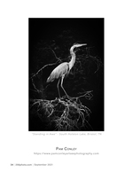 great blue heron wildlife photography