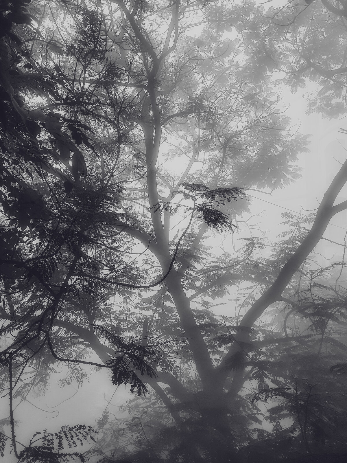 Fog Through the Canopy