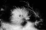 Glowing Sea Anemone