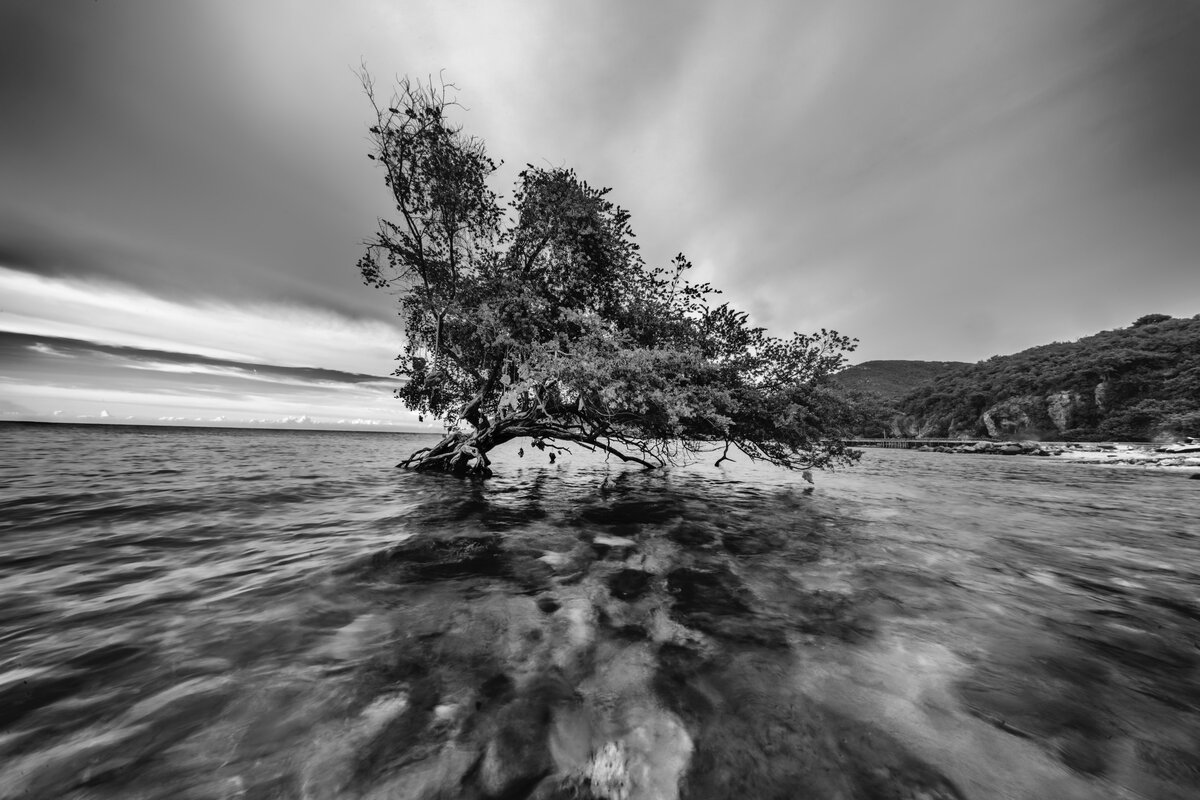 Solitary Mangrove at Low Tide