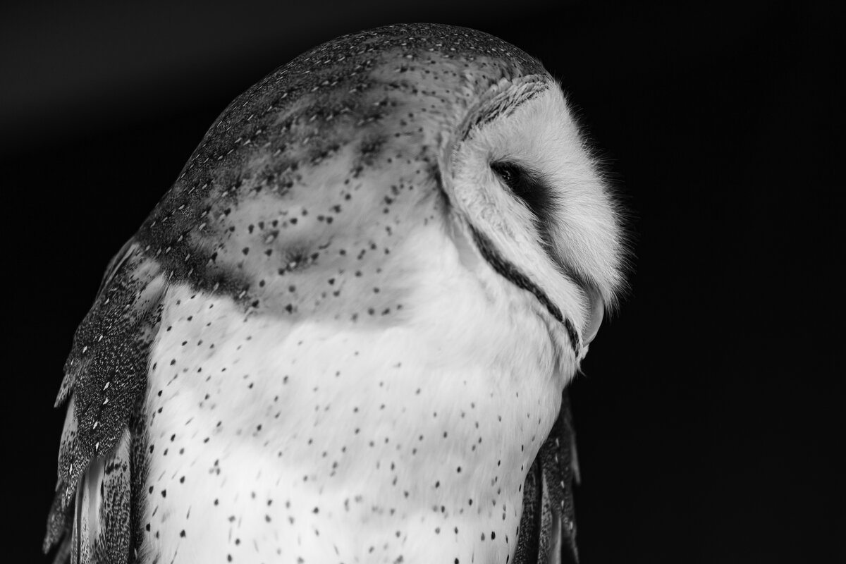 Barn Owl Portrait