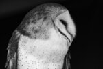 Barn Owl Portrait