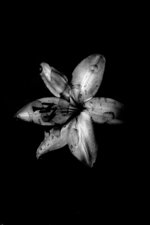 Raindrops on Petals