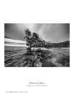 solitary mangrove at low tide landscape photography