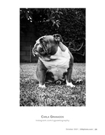 bulldog in the backyard pet photography