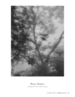 fog through the canopy landscape photography