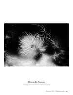 glowing sea anemone black and white photography