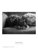 resting on the couch pet photography