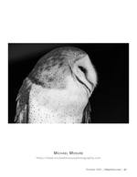 barn owl portrait wildlife photography