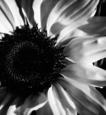 Sunflowers Sing to My Soul