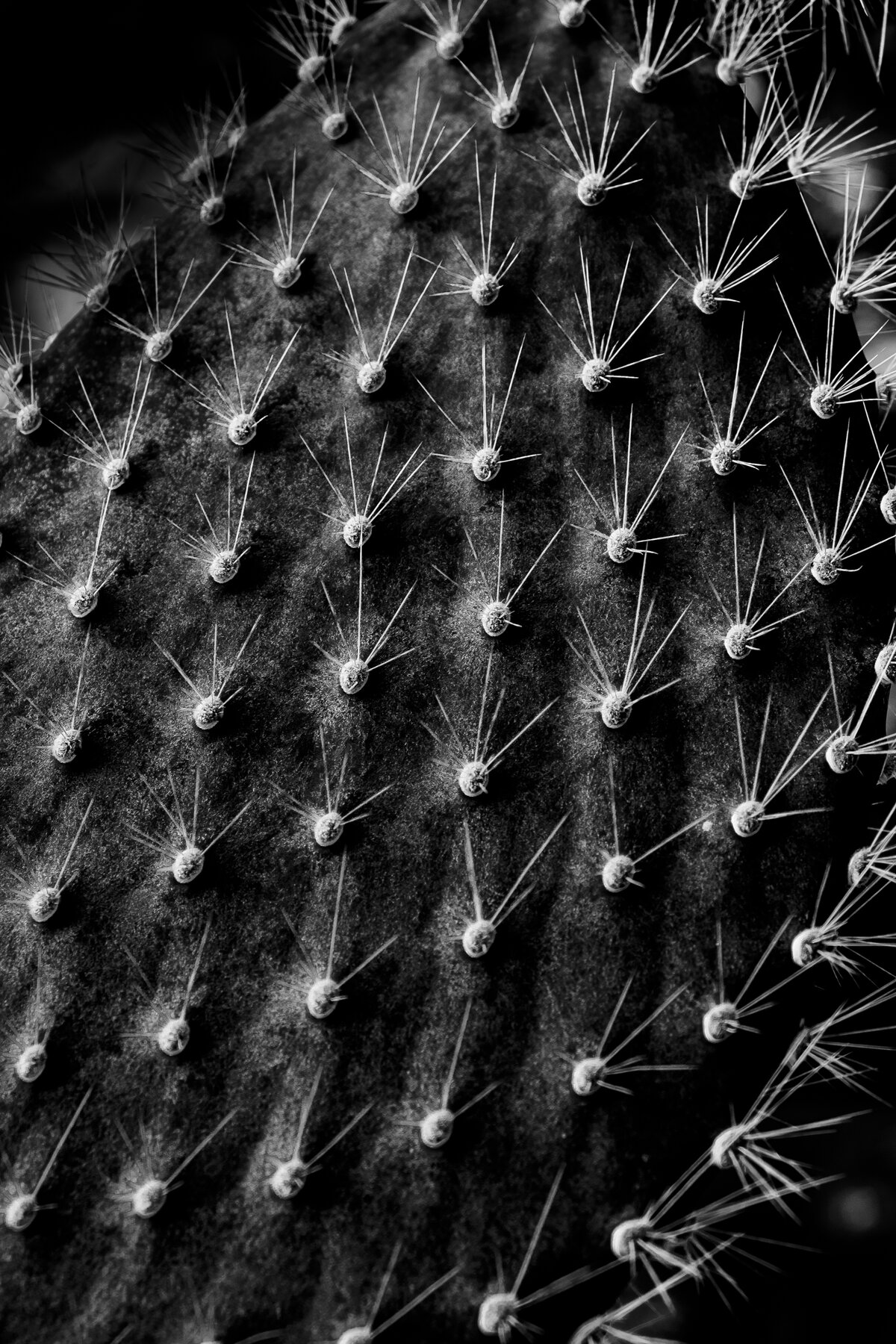 Cactus Spine Macro