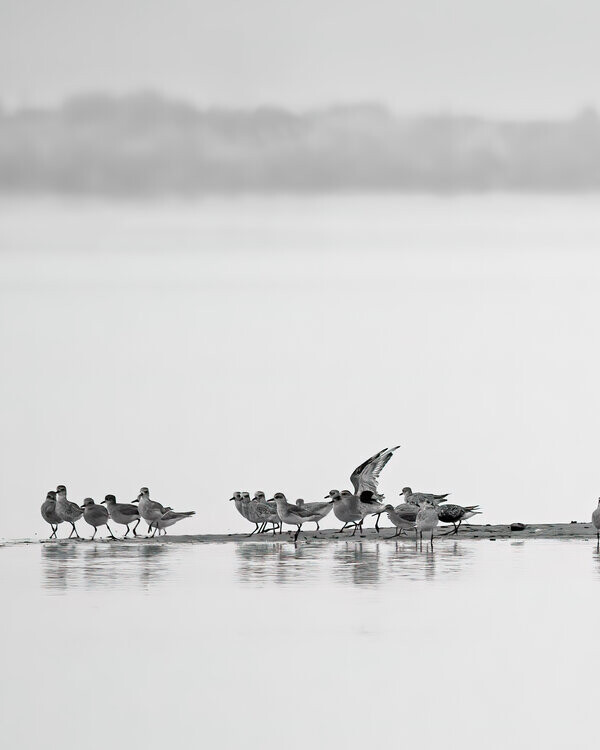 Shorebirds on the Sandbar