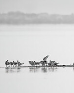 Shorebirds on the Sandbar