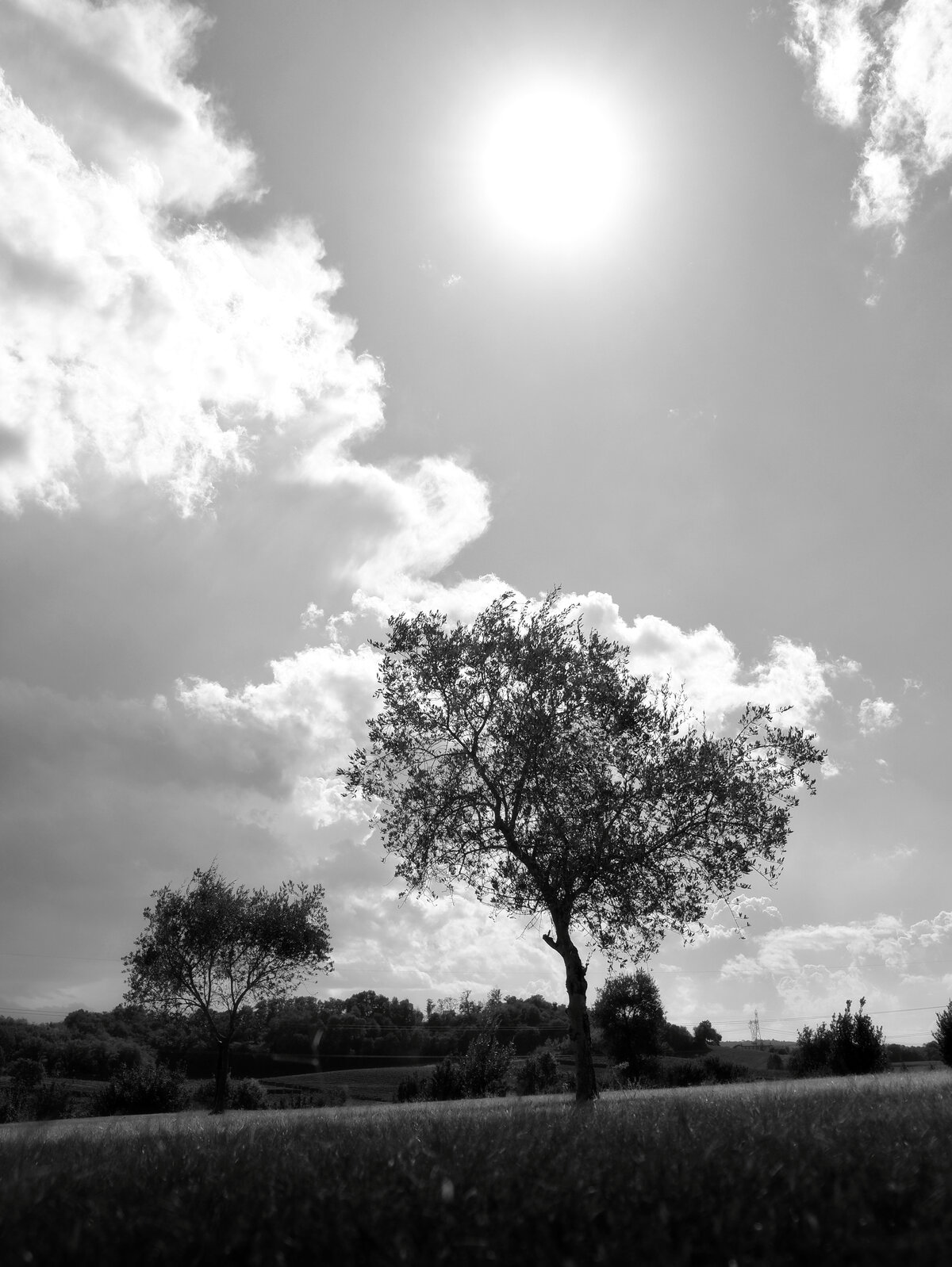 Lone Tree Under the Sun