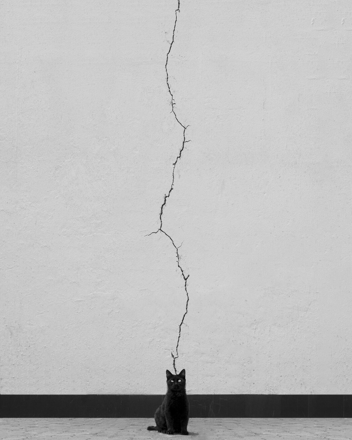 Cat Thoughts