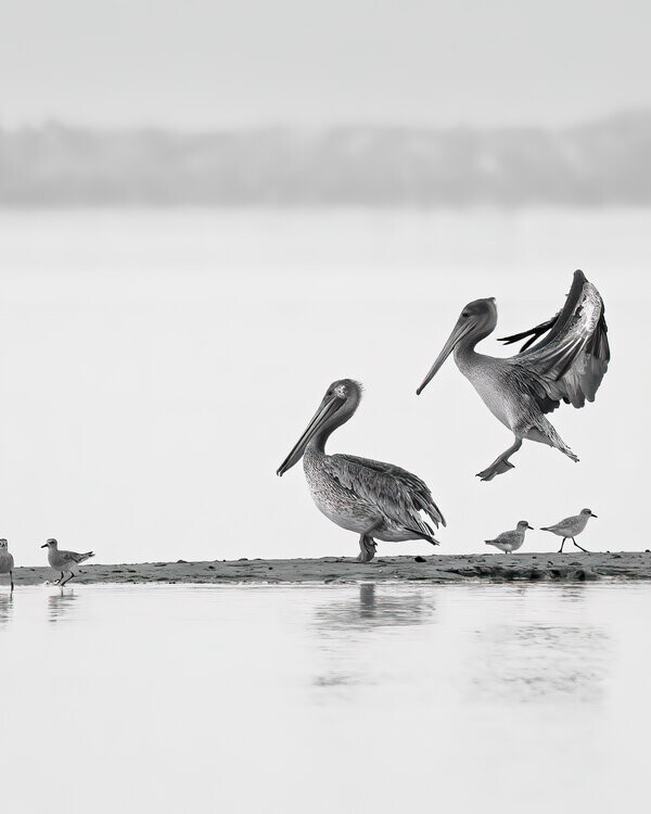 Pelicans Taking Flight