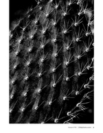 cactus spine macro flower photography