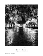 frosted trees on the promenade street photography
