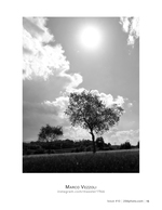 lone tree under the sun landscape photography