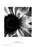 sunflowers sing to my soul flower photography