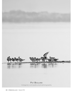 shorebirds on the sandbar wildlife photography