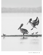 pelicans taking flight wildlife photography