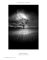Lone Oak Under Stormy Sky