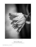 Rain-Kissed Petals