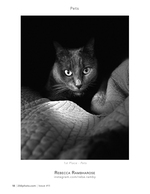 Cat in the Covers