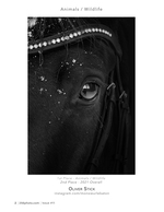 Snowy Horse's Eye