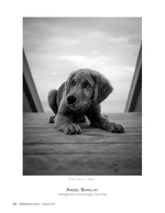 Puppy on the Boardwalk