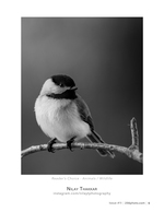 Chickadee Portrait