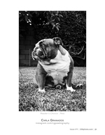 Bulldog in the Backyard