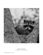 Raccoon in the Treetop