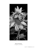 Sunflower Close-Up