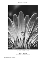Dew-Covered Daisy Petals